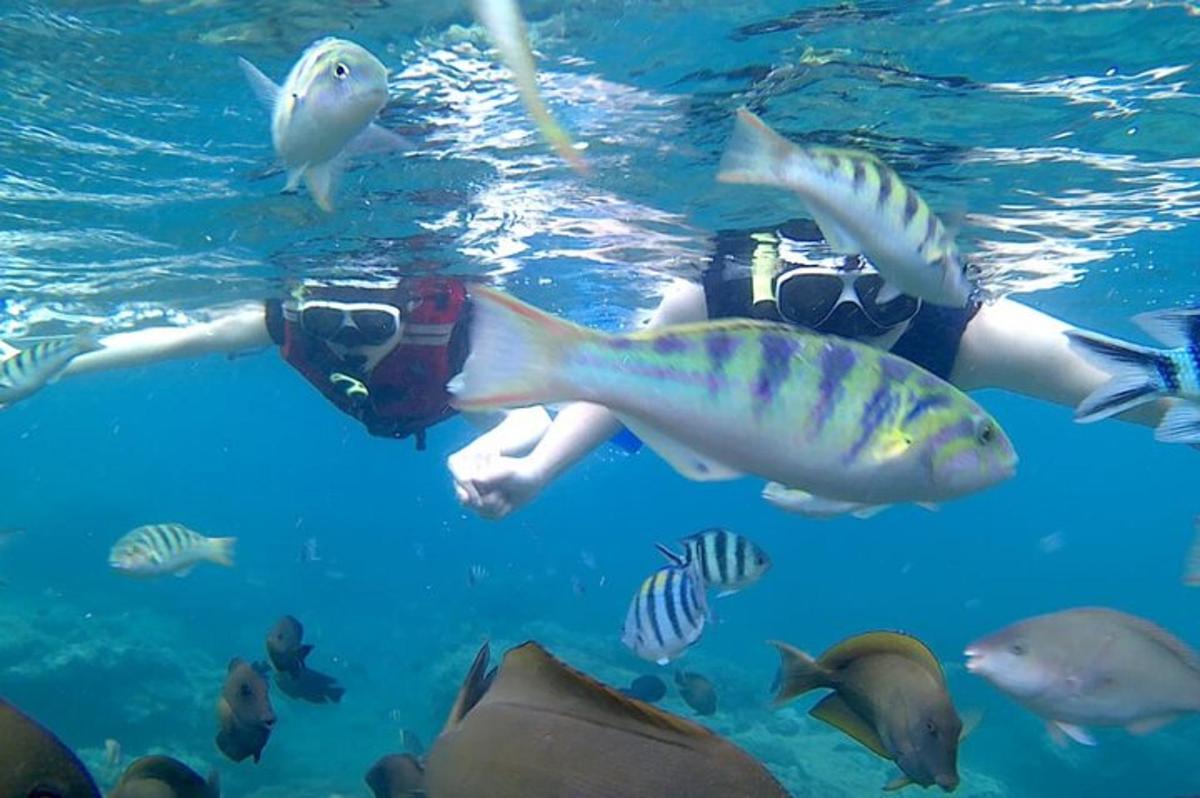 seseorang berenang di dalam air dengan ikan
