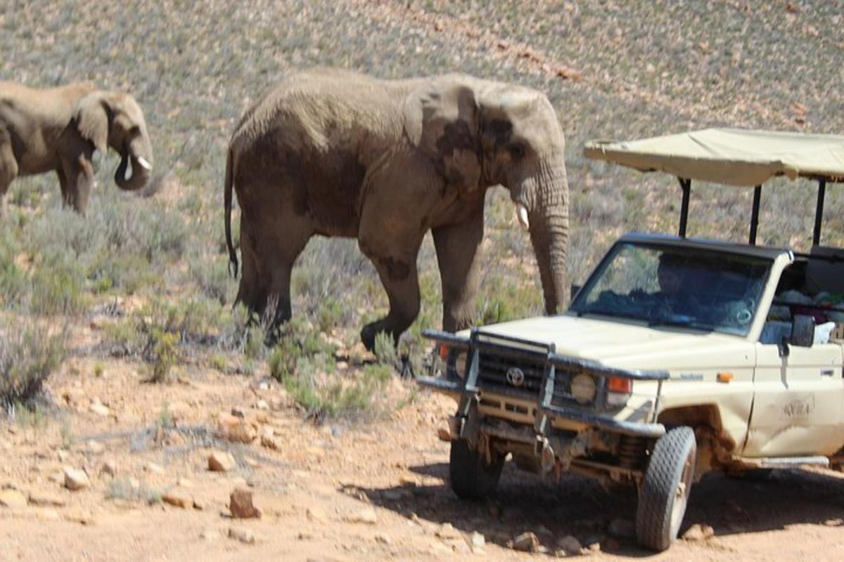 seekor gajah berdiri di sebelah lori putih dengan seekor gajah