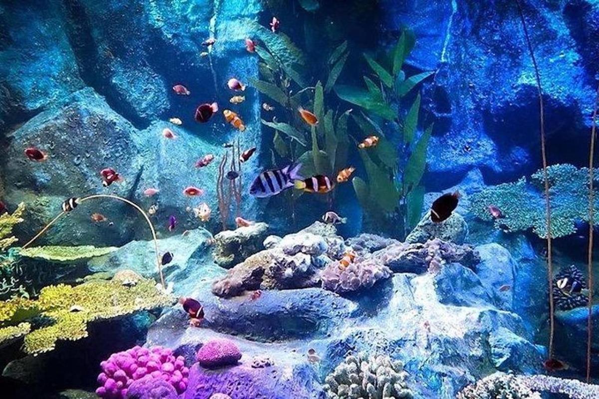 an aquarium filled with lots of different types of fish