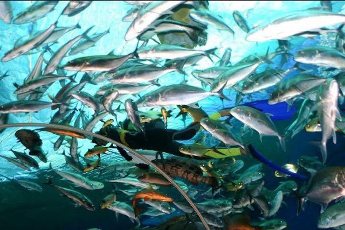 a large group of fish in an aquarium