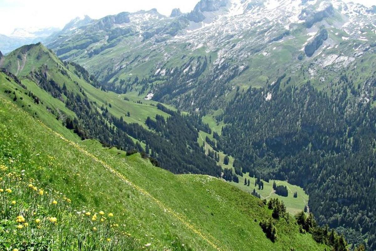 uma encosta verde com árvores e uma montanha