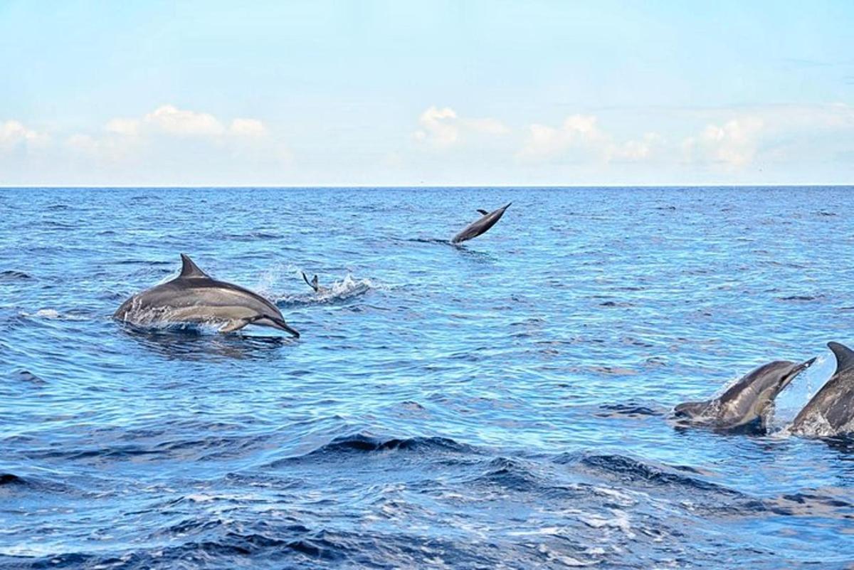 a group of dolphins swimming in the water
