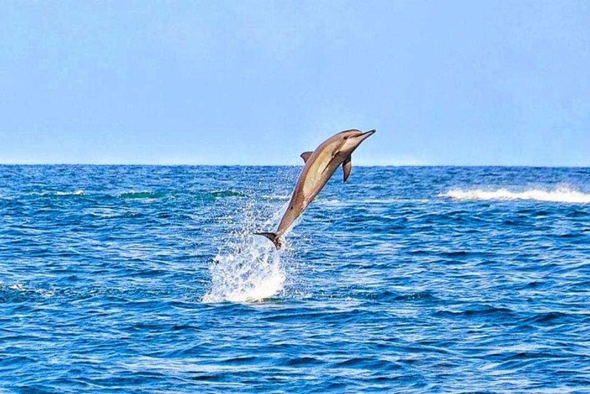 isang dolphin na tumatalon mula sa tubig sa karagatan