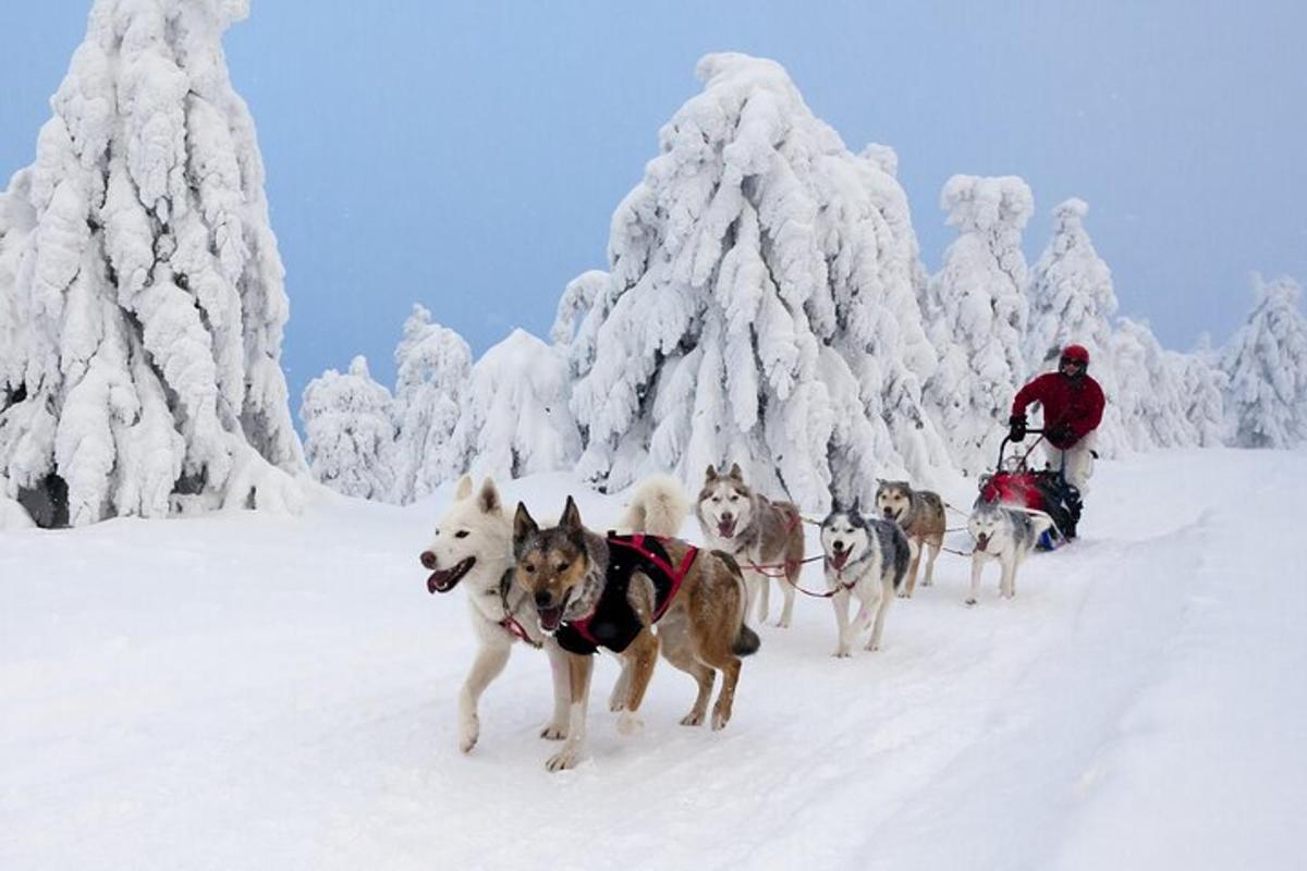 a group of dogs pulling a man on a sleigh in the snow
