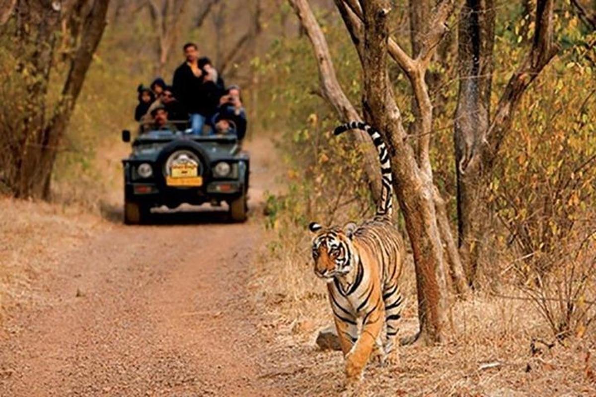 a group of people riding in a jeep with a tiger