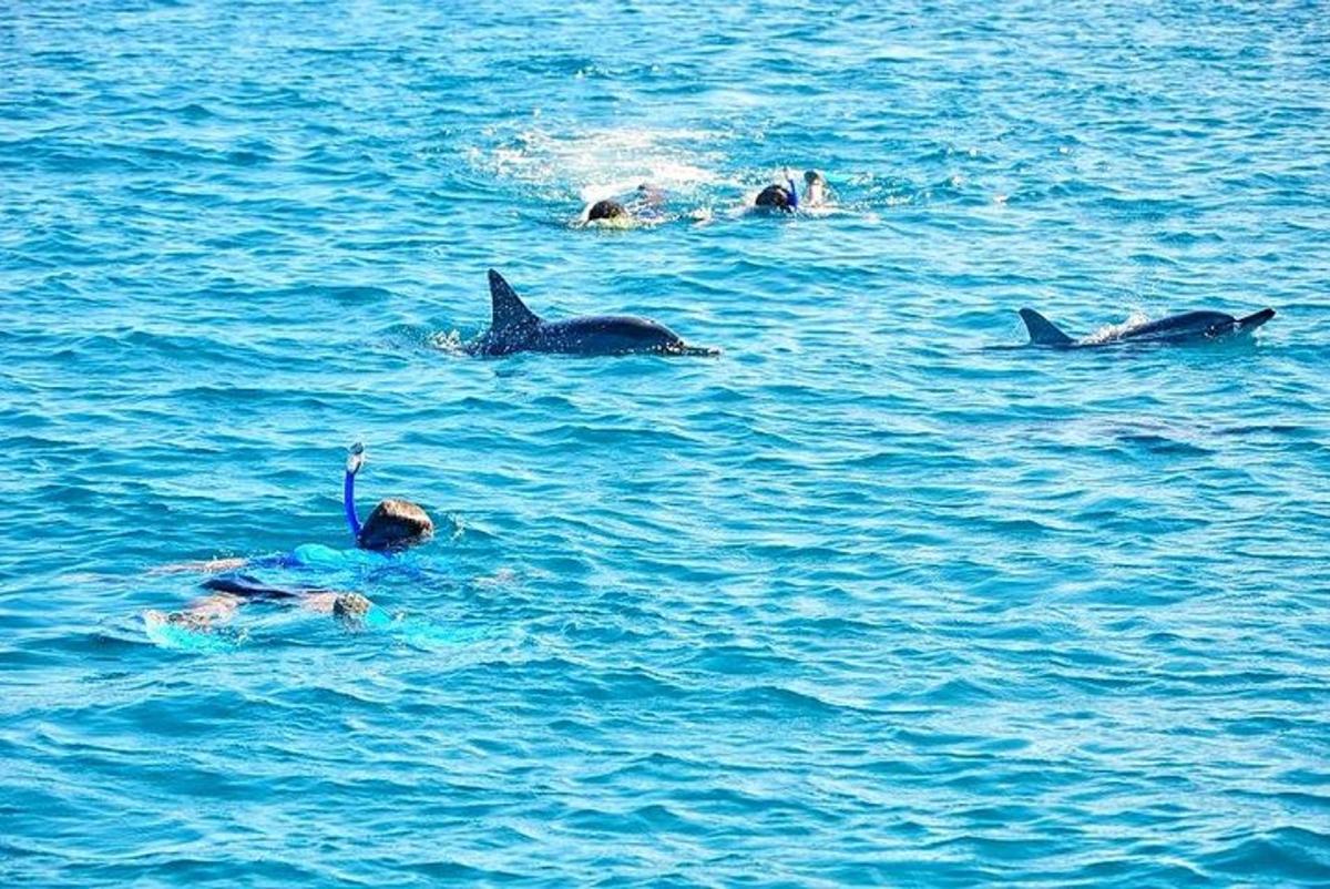 a group of dolphins swimming in the water