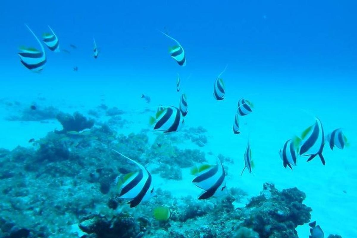 sekumpulan ikan berenang di lautan
