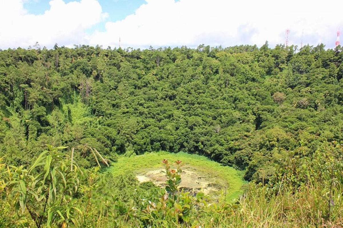 a green field in the middle of a forest