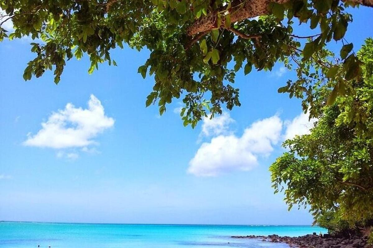 pogled na plažo z oceanom in drevesom