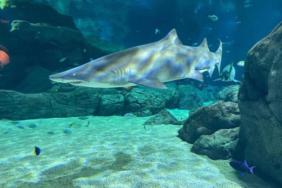 a large fish swimming in an aquarium