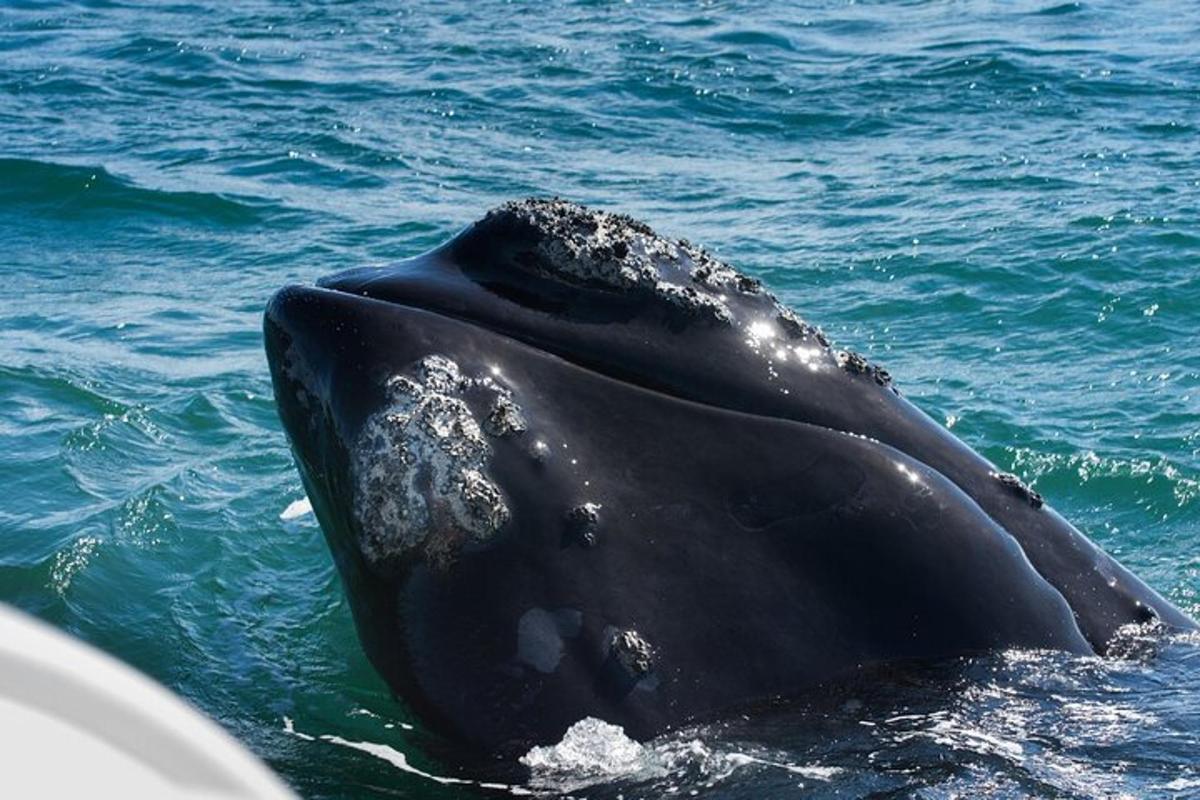 delfin, ki plava v vodi