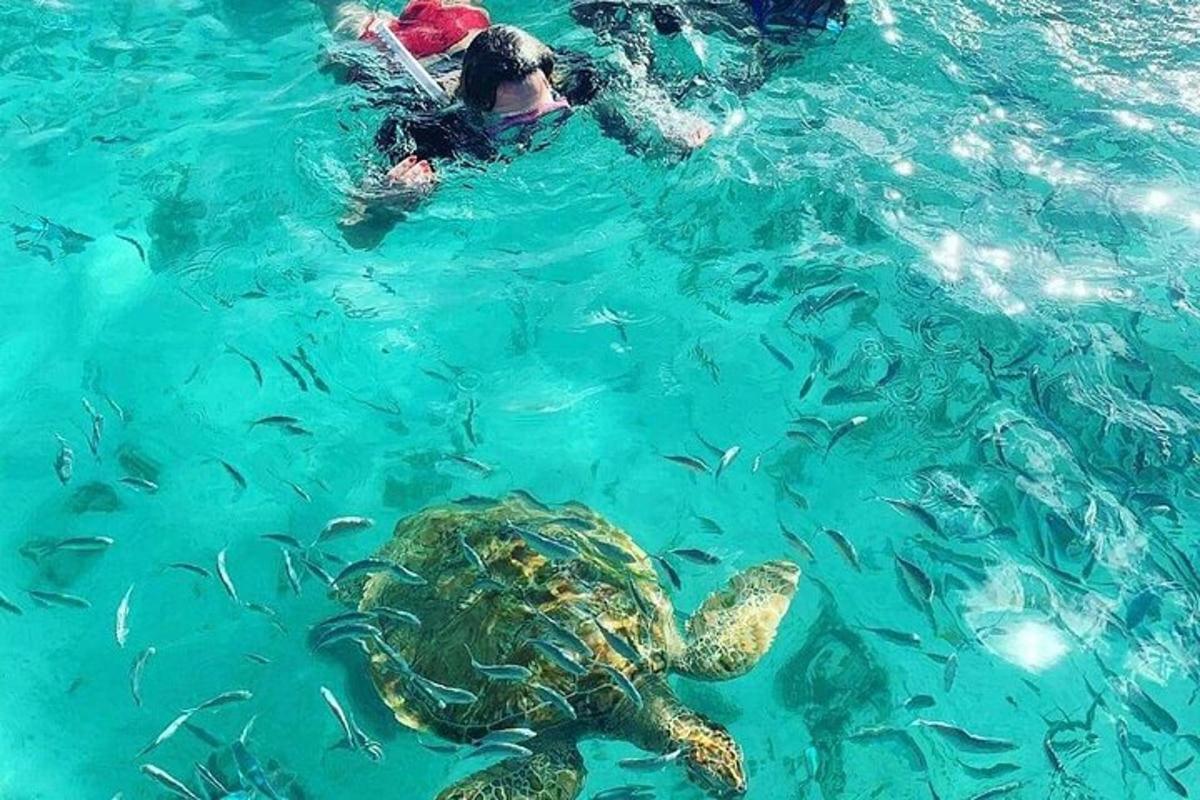 a turtle in the water next to a group of people