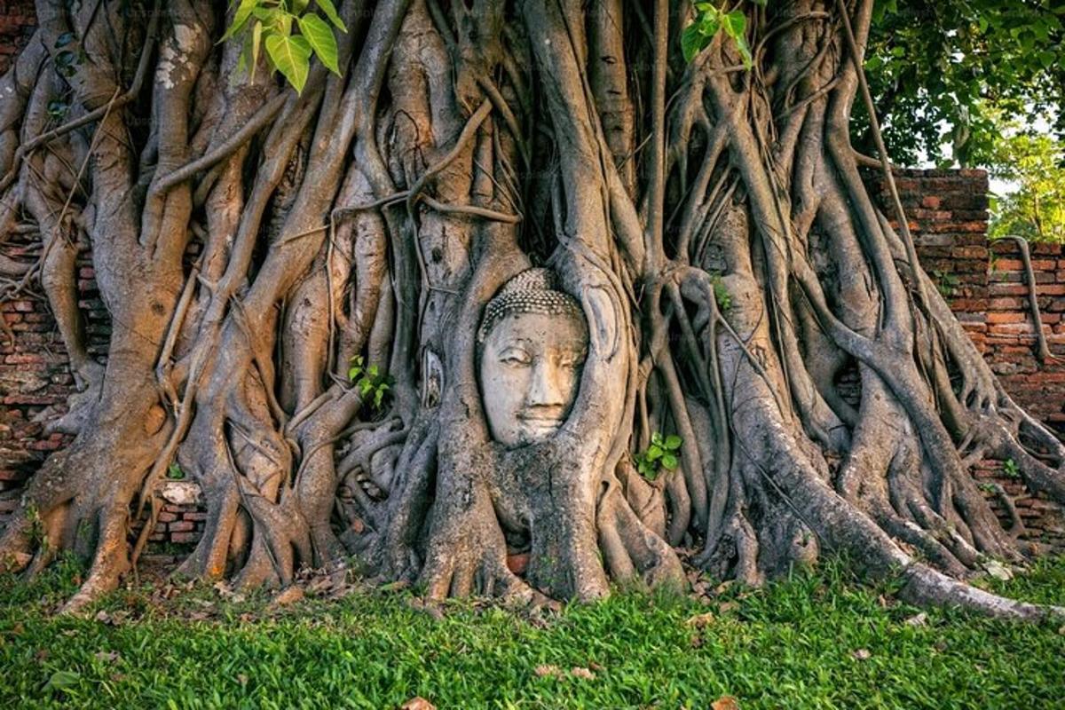 ein Baum mit einer Statue eines Kopfes, der in Wurzeln versunken ist