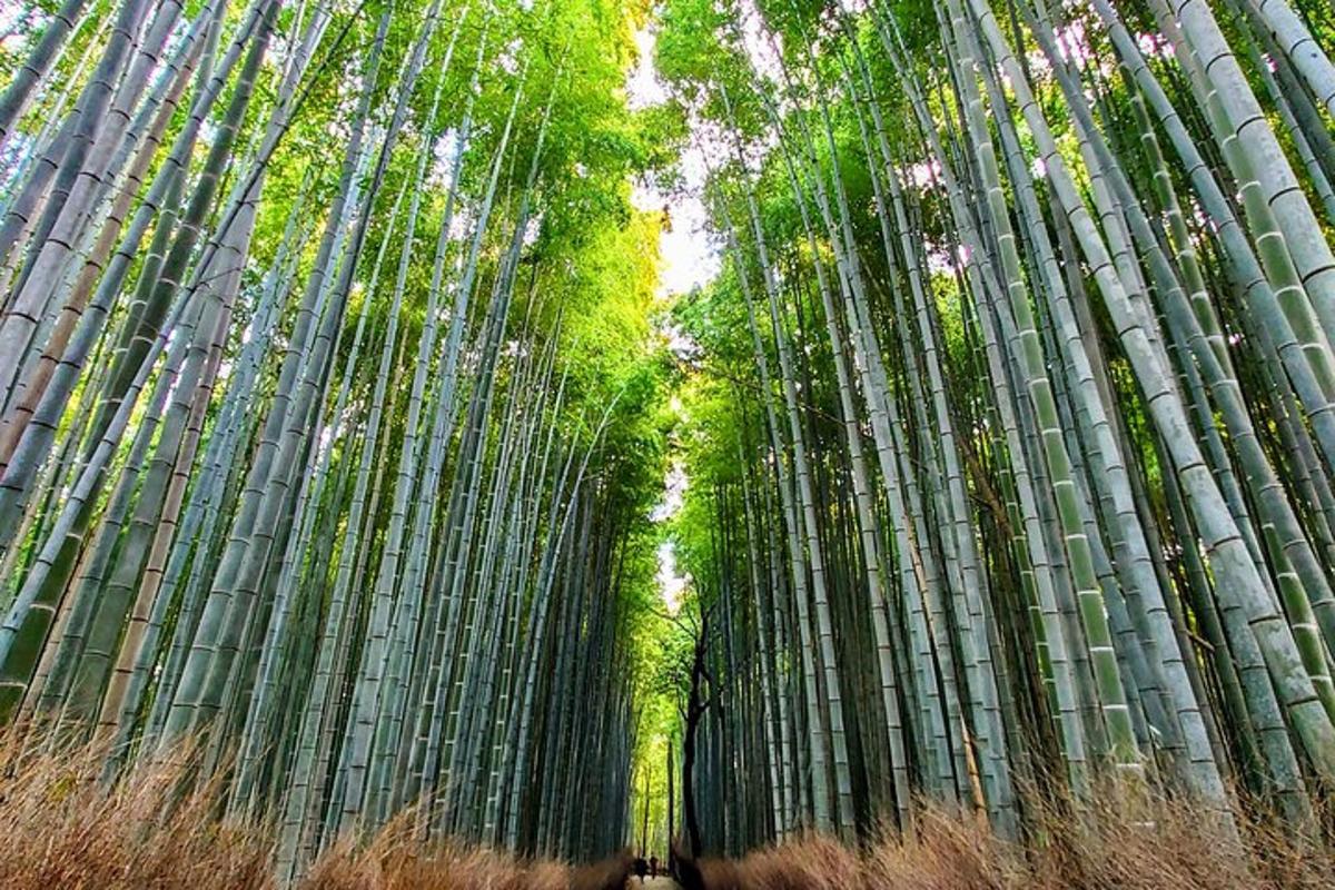 a tunnel of bamboo trees in a field