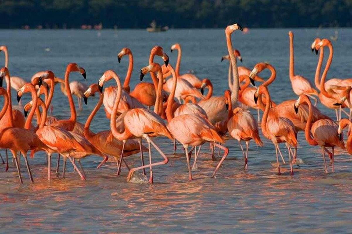 suda yürüyen bir sürü pembe flamingo