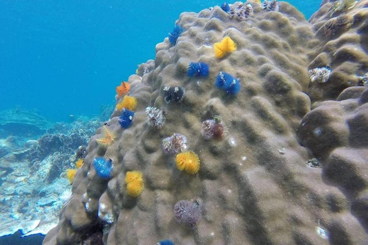 una barriera corallina con pesci blu e gialli