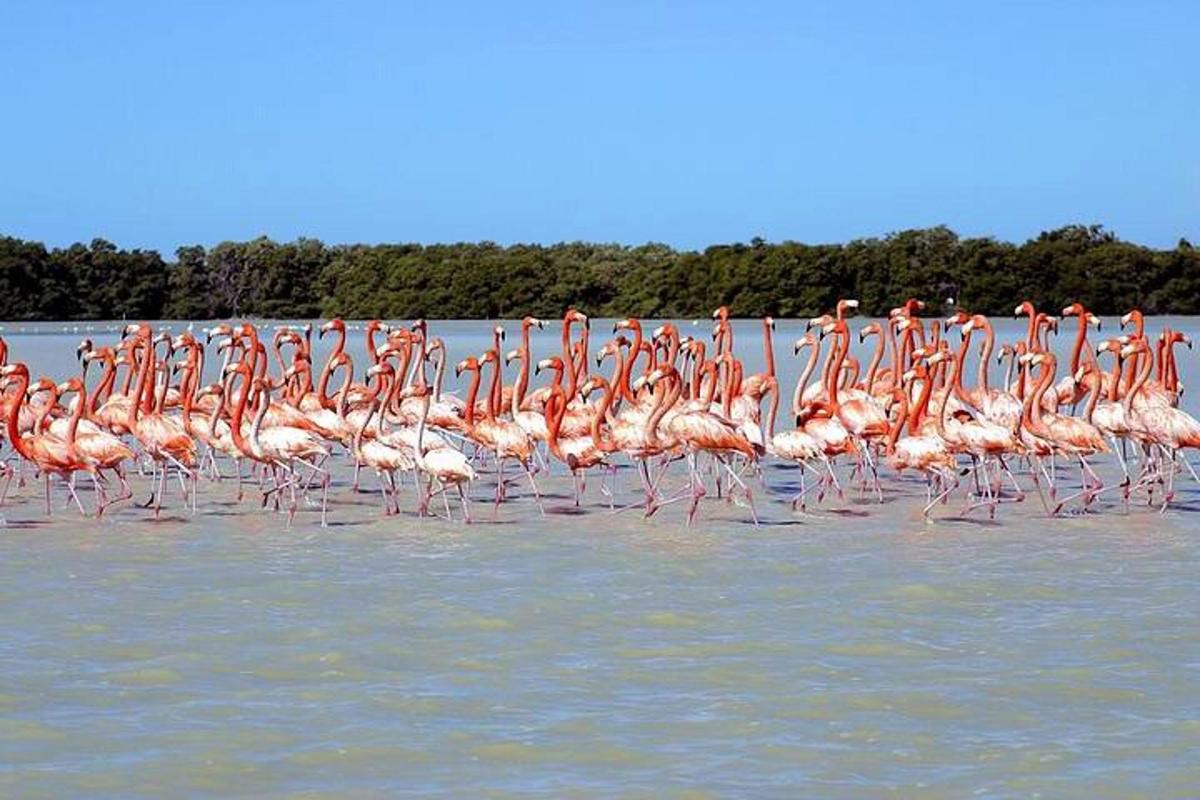 Flamingóflokkur stendur í vatninu