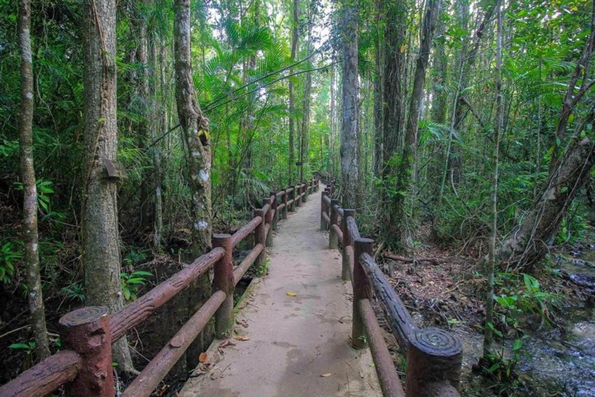 a wooden path in the middle of a forest