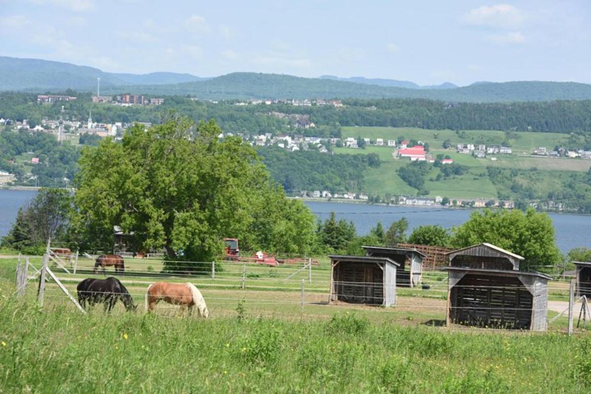 dos cavalls pasturant en un camp al costat d'una massa d'aigua