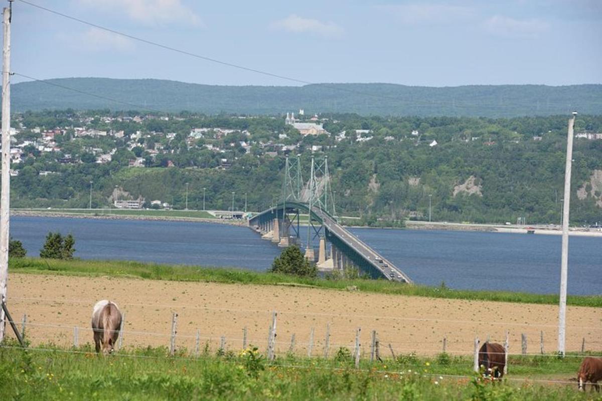 a bridge over a body of water with cows grazing