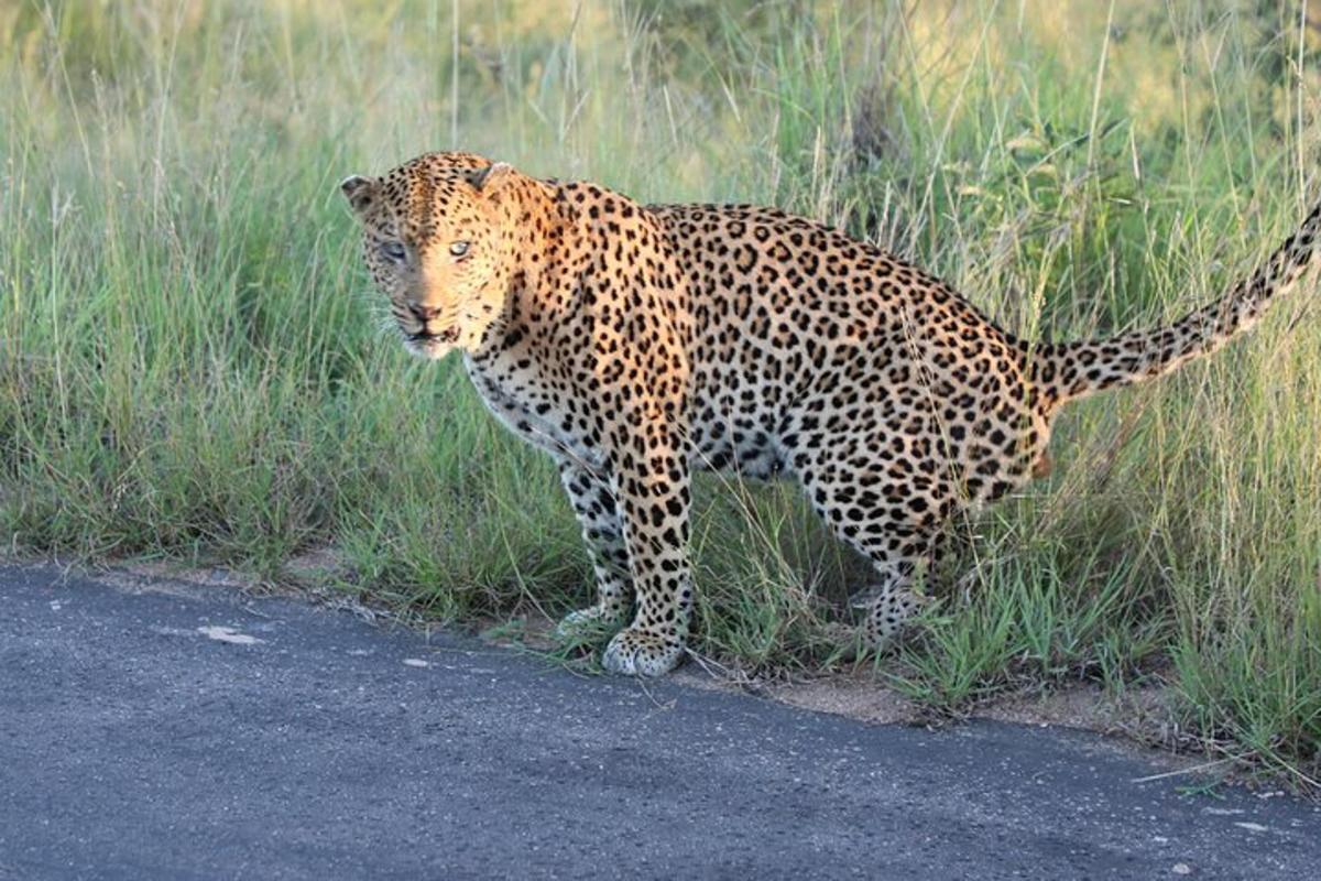 Un leopardo de pie en la hierba junto a una carretera.