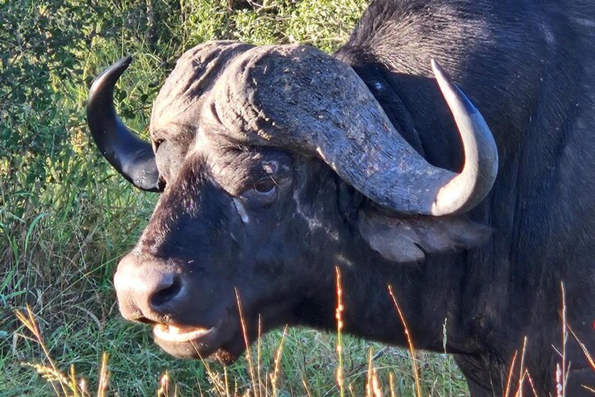 a bull with long horns standing in the grass