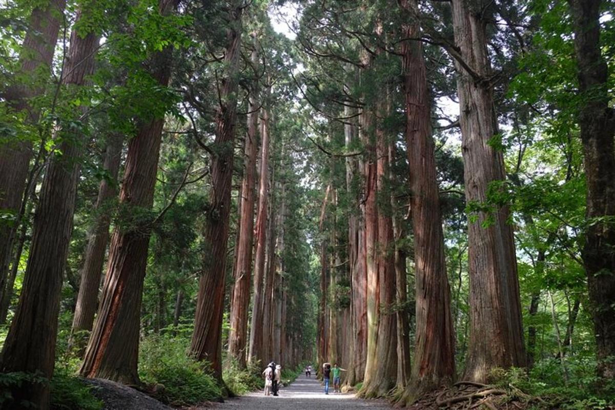 people walking down a path through a forest of trees