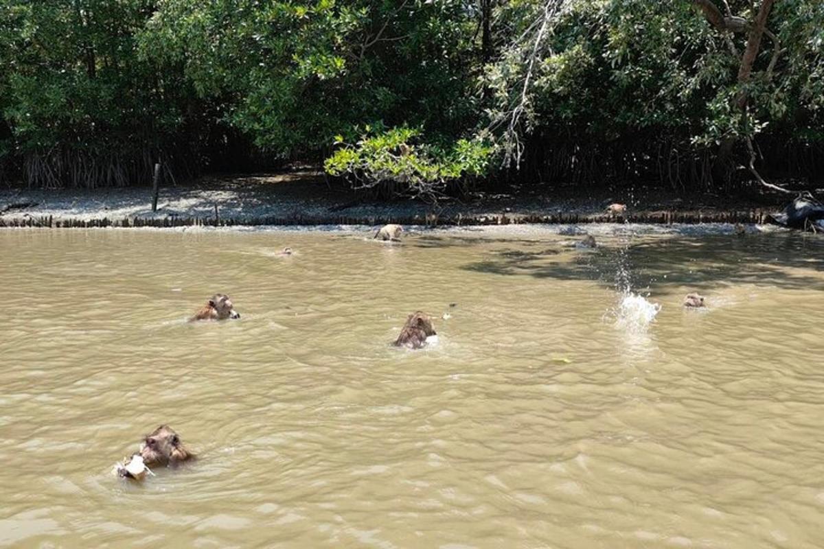 een groep olifanten die in het water zwemmen