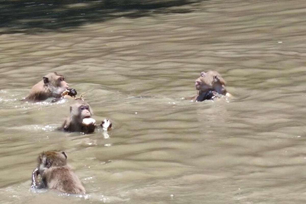 een groep dieren die in het water zwemmen
