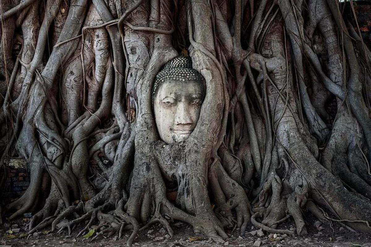 uma cabeça nas raízes de uma estátua