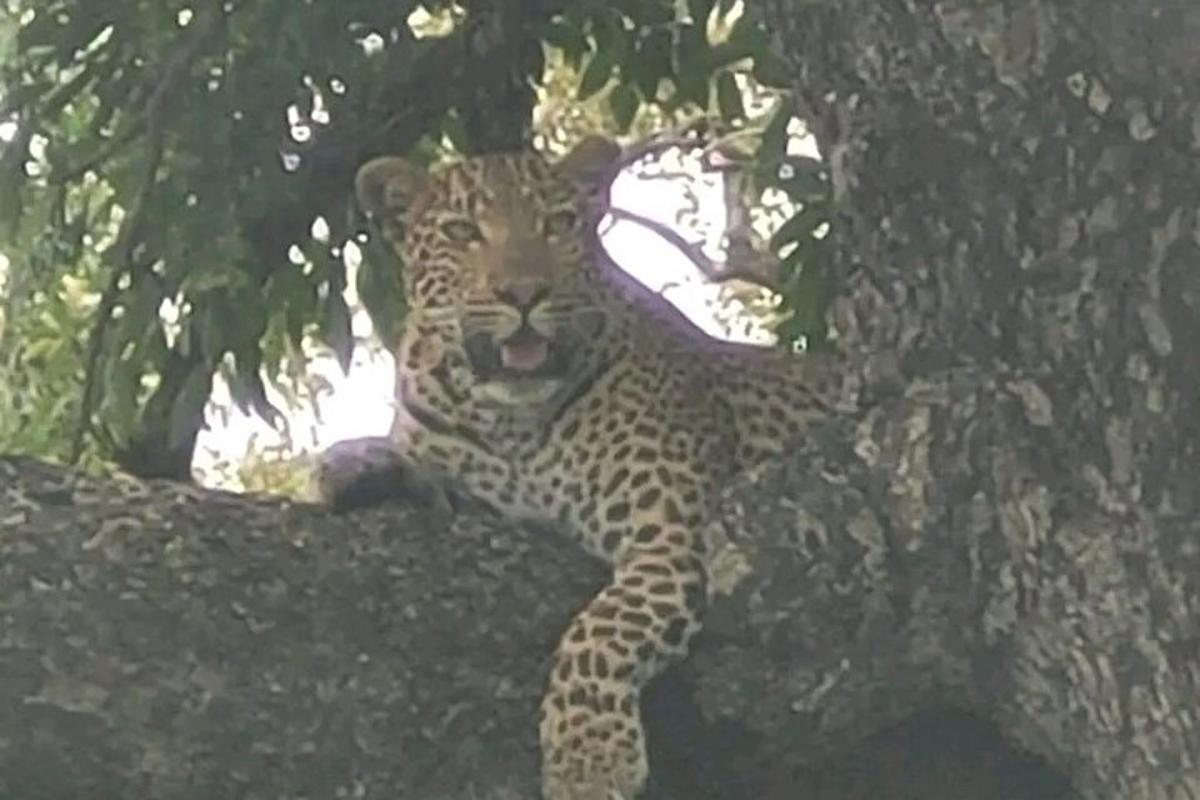 en leopard sidder i et træ