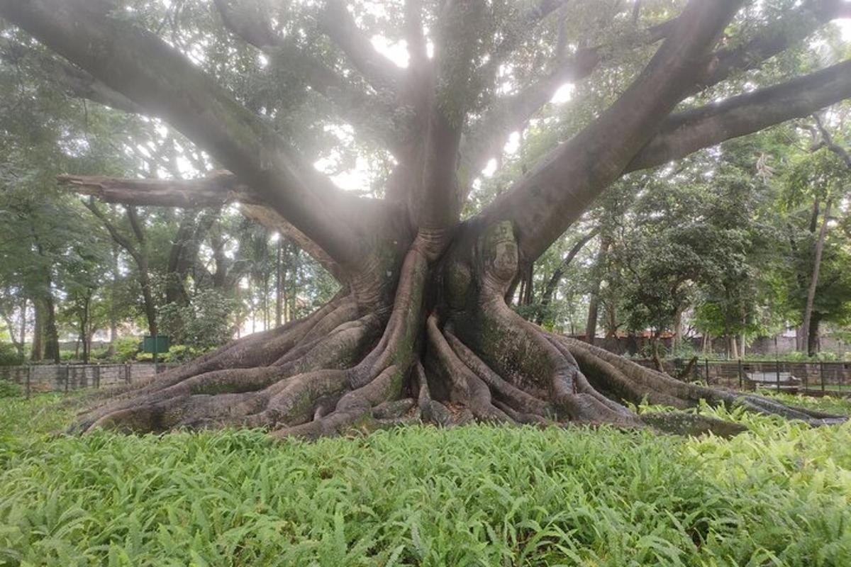 a large tree with its roots in the grass