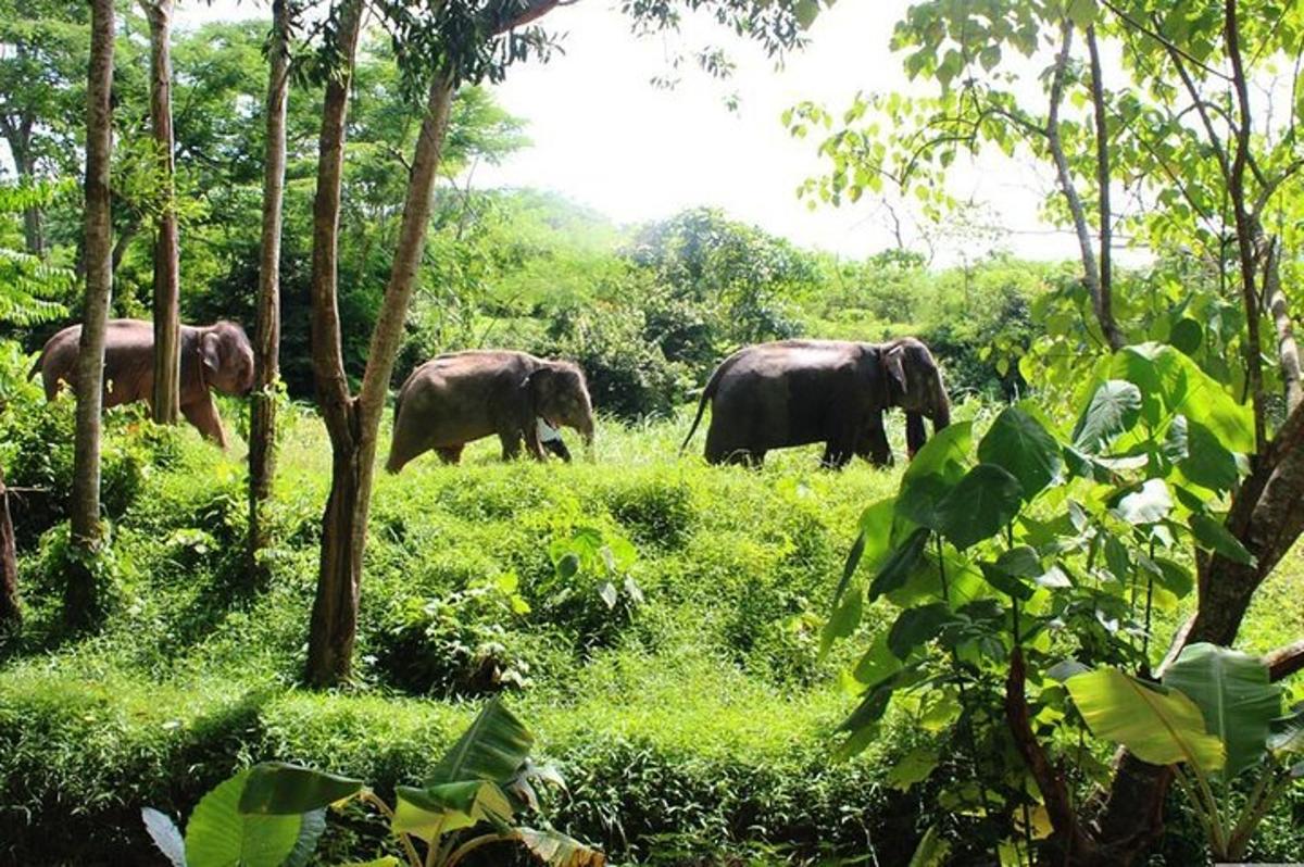 sekumpulan gajah berjalan di padang dengan pokok