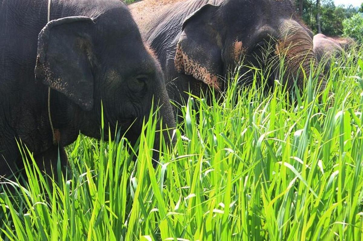 dua ekor gajah berdiri di padang rumput tinggi