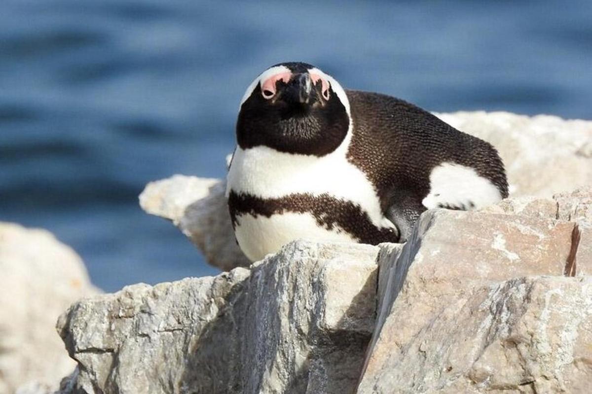a penguin sitting on top of a rock