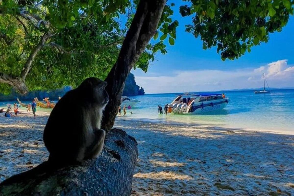 un gatto seduto su un albero su una spiaggia