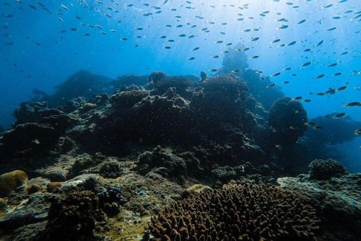 una barriera corallina con molti pesci