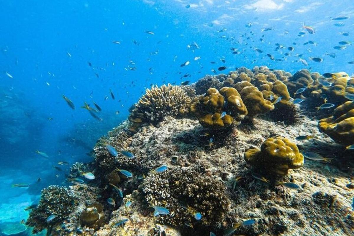 una barriera corallina con pesci nell'oceano