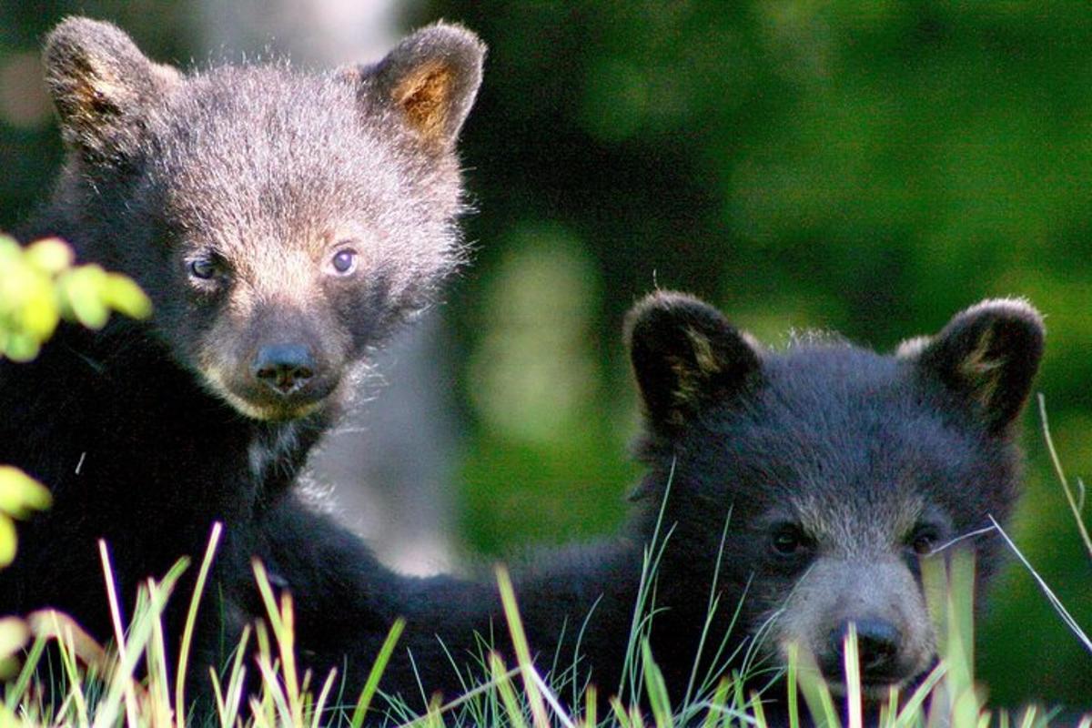 due cuccioli d'orso seduti nell'erba