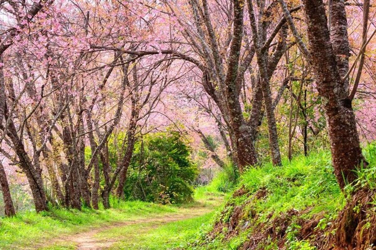 a dirt road through a forest of trees with pink flowers