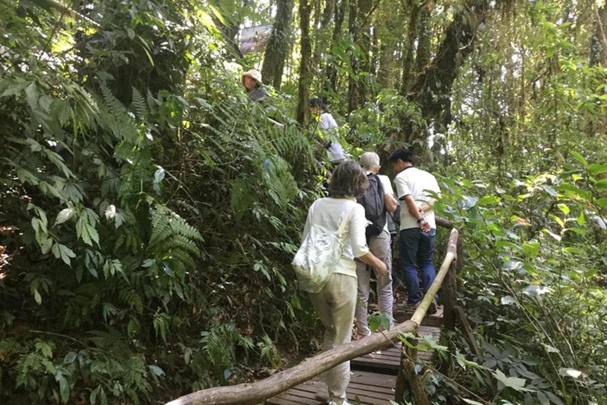 um grupo de pessoas caminhando em uma ponte na floresta