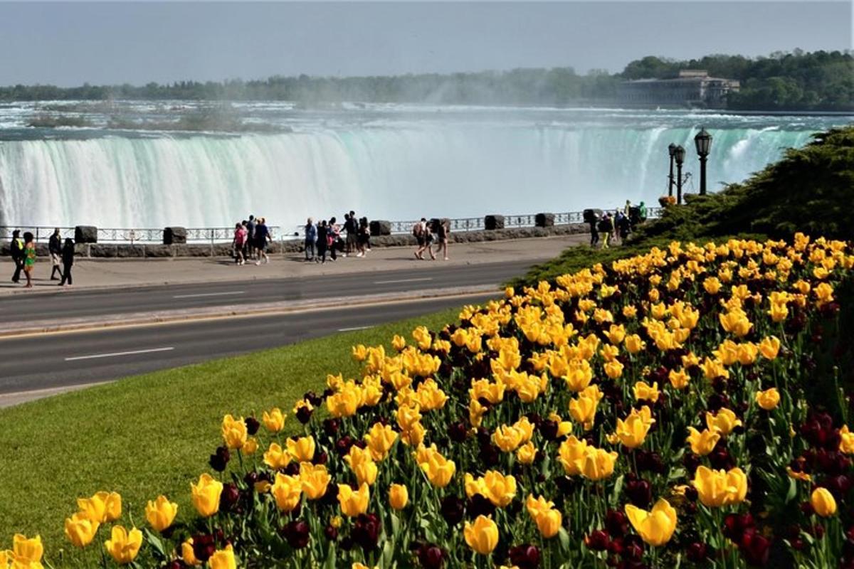 a bunch of yellow flowers in front of a waterfall
