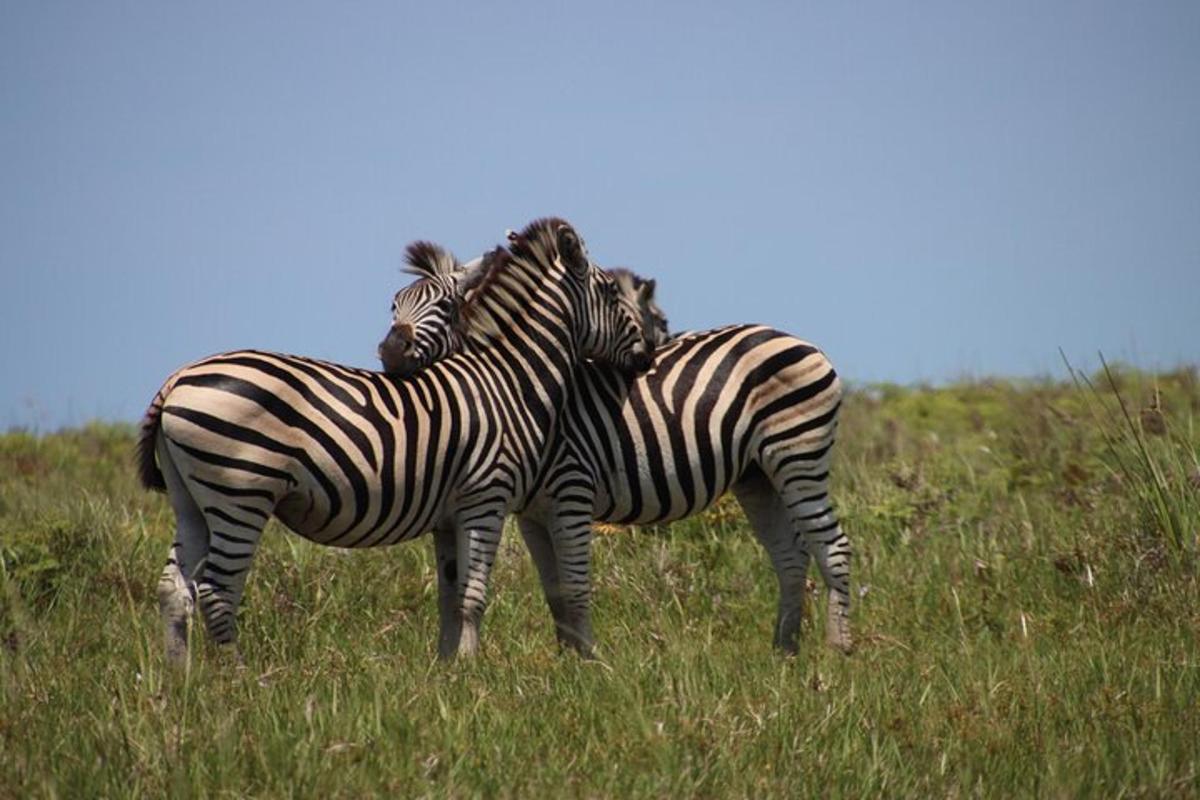 two zebras standing next to each other in a field