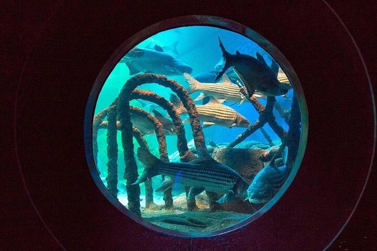 a picture of an aquarium with fish in the water