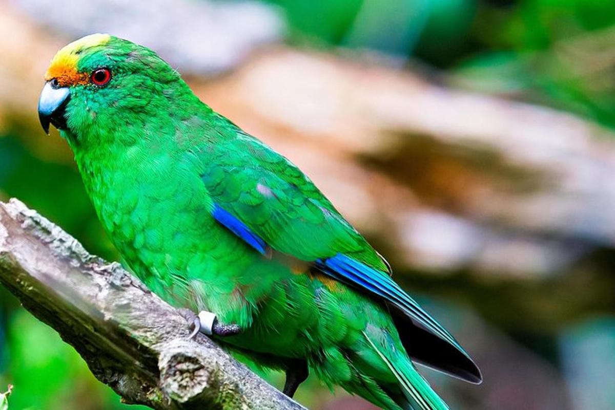 a colorful bird sitting on a tree branch