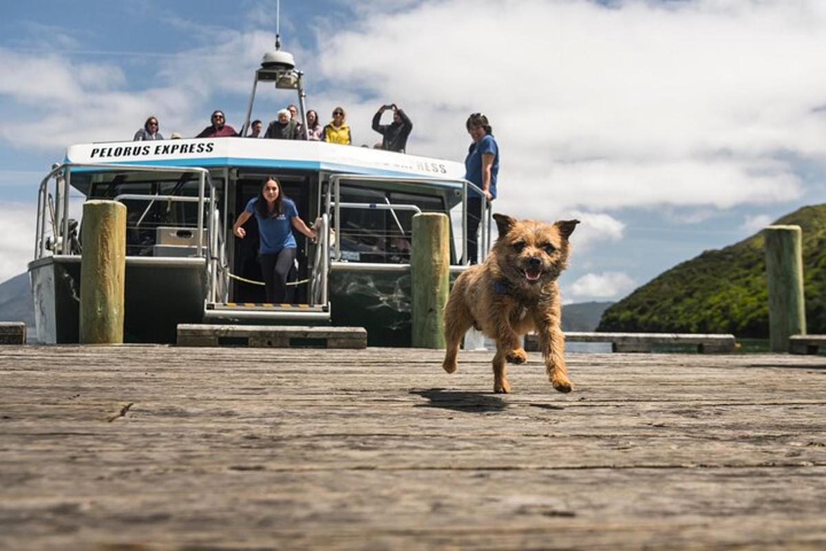 a dog walking on a pier next to a boat