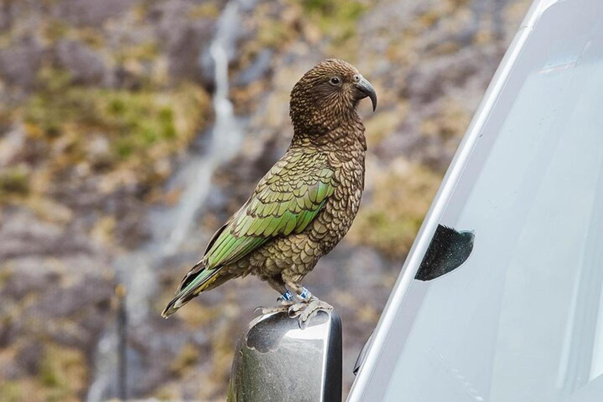 a bird perched on the side of a car