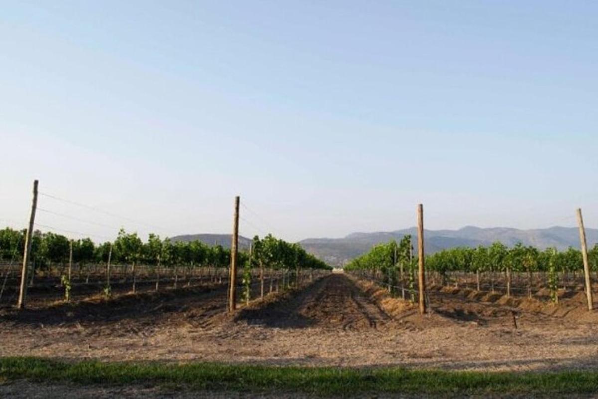 Un viñedo con una hilera de árboles y un camino de tierra.