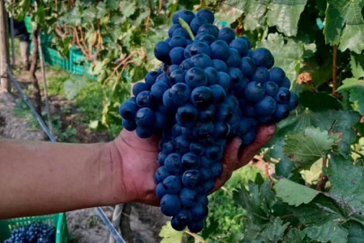 una persona sosteniendo un racimo de uvas azules