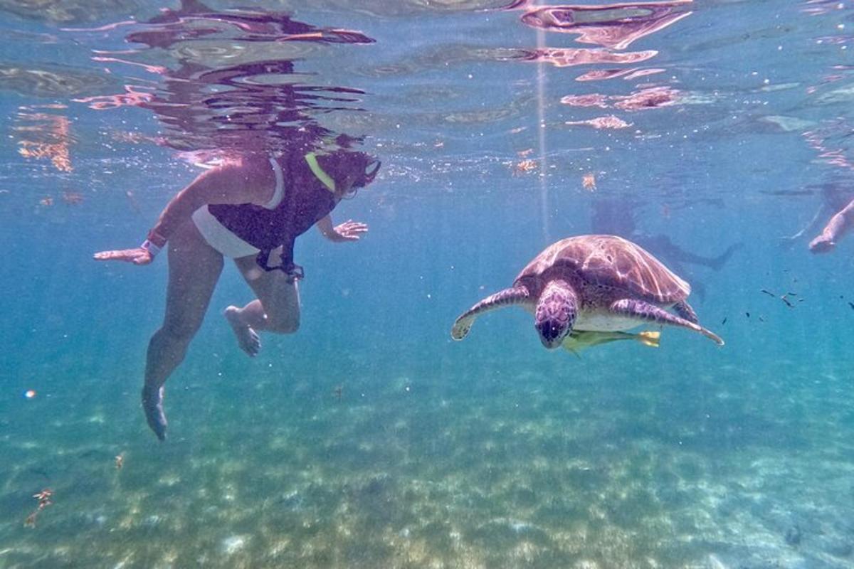 seseorang berenang di dalam air bersama penyu